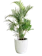 Areca Palm 1