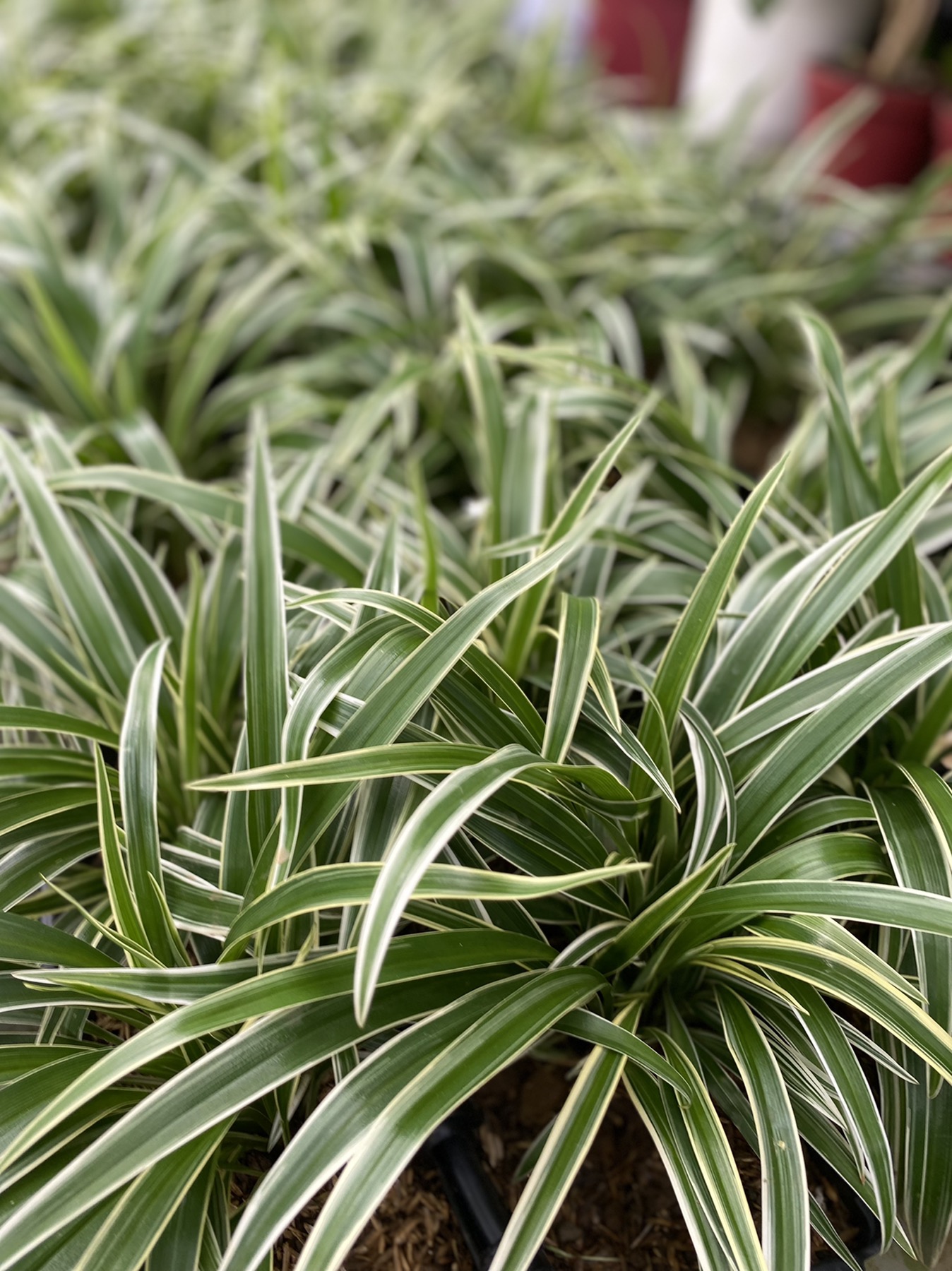 10 Best Indoor Plants in the Philippines 2026 | ZZ Plant, Cabbage Succulent, and More 3