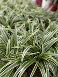 10 Best Indoor Plants in the Philippines 2026 | ZZ Plant, Cabbage Succulent, and More 3