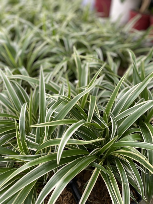Spider Plant 1