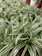 Spider Plant 1