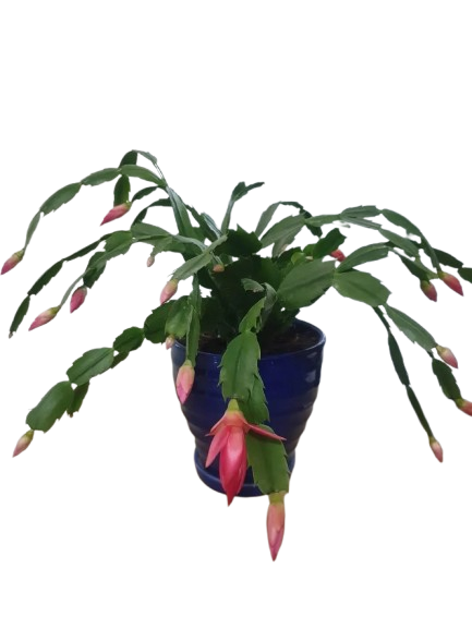 Christmas Cactus 1
