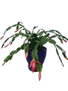Christmas Cactus
