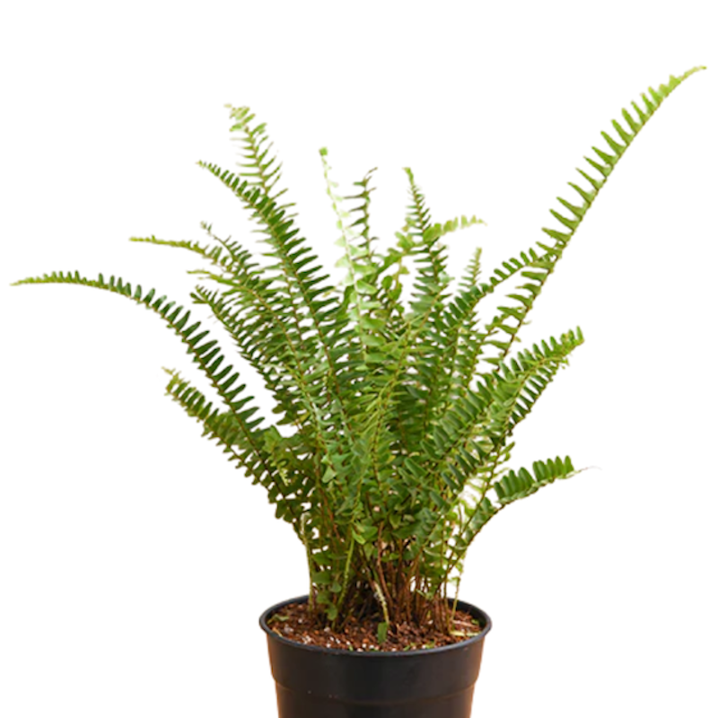 Boston Fern 1
