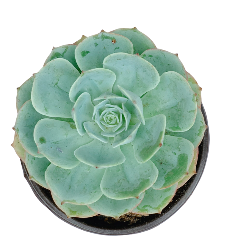 Rose Cabbage 1