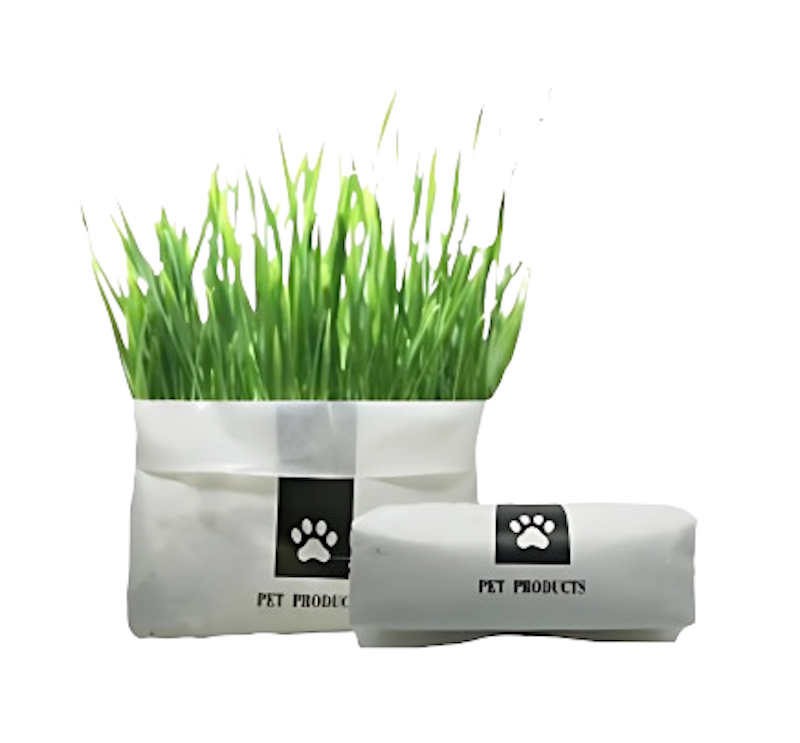 Natural Cat Grass Planting Kit 1