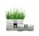 HATELI Natural Cat Grass Planting Kit 1