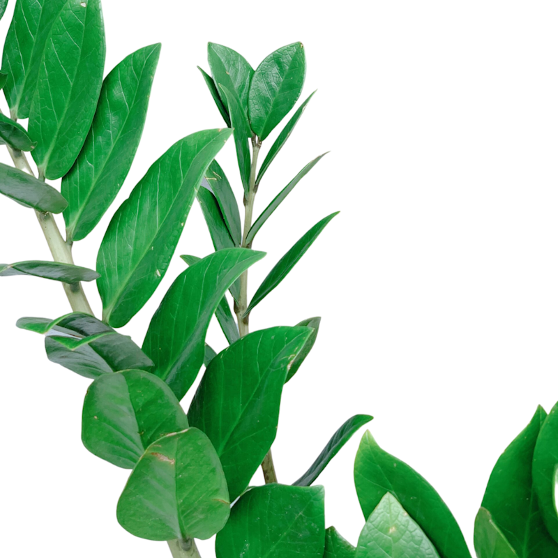Welcome Plant 2