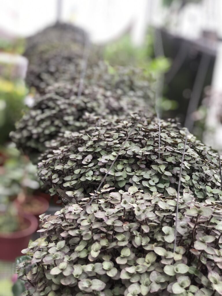 Turtle Vine 2
