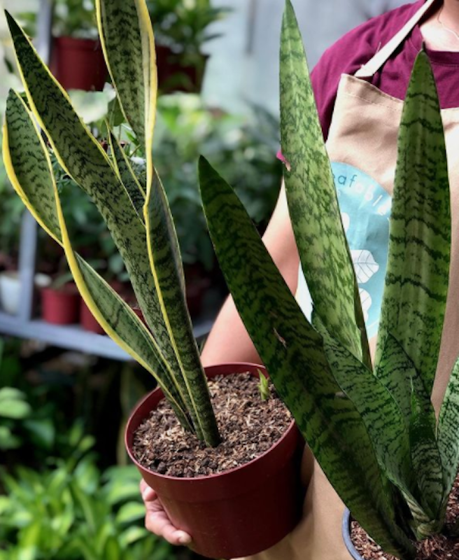 Snake Plant 2