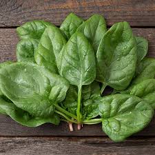 Spinach Seeds 3