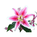 Stargazer