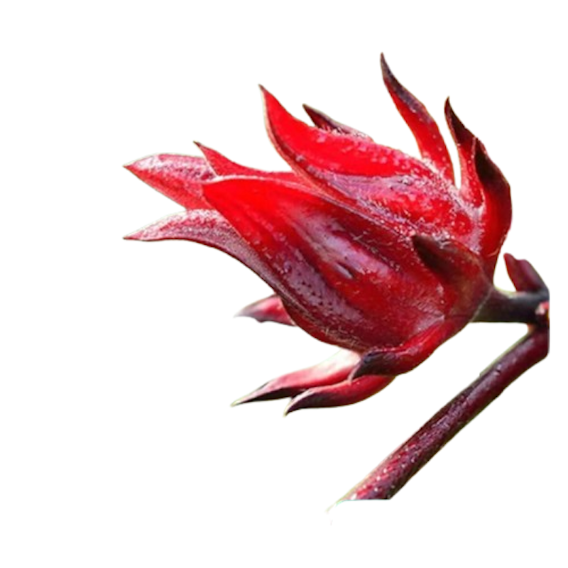 Hibiscus 1