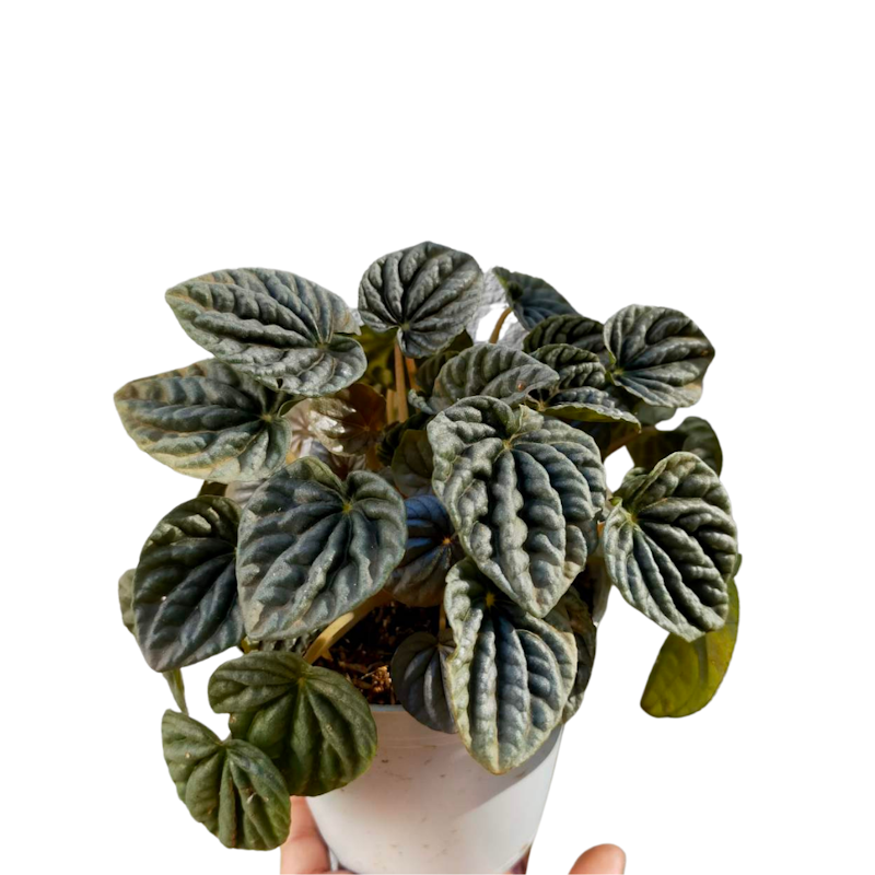 Ripple Peperomia 1