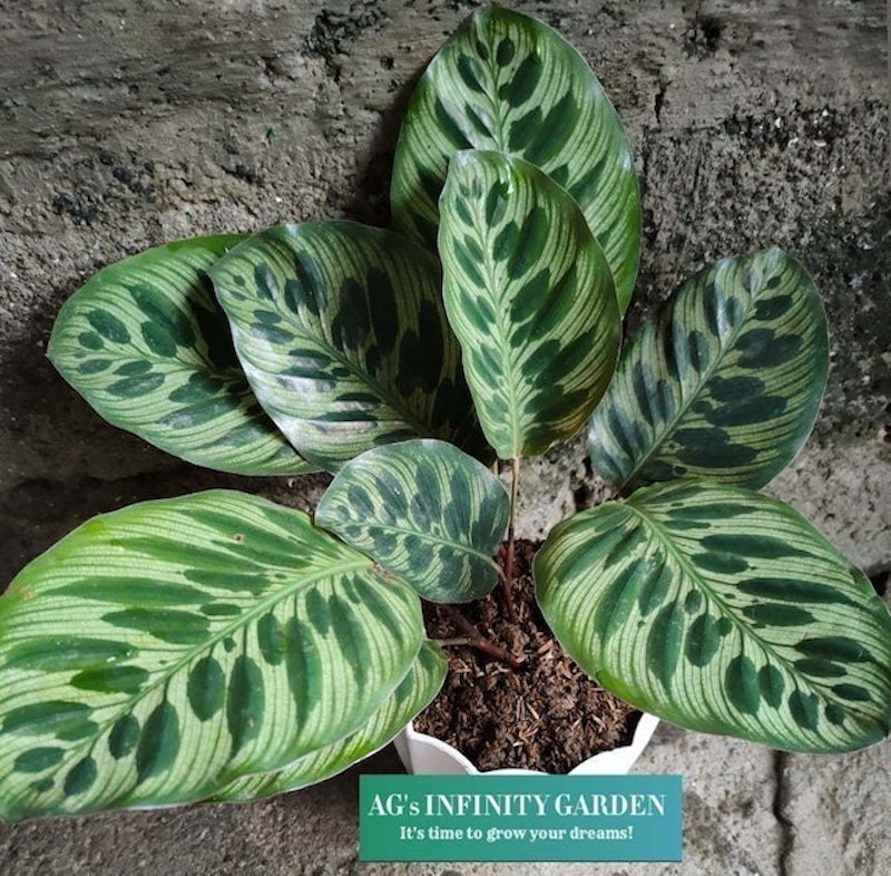 Peacock Plant 1