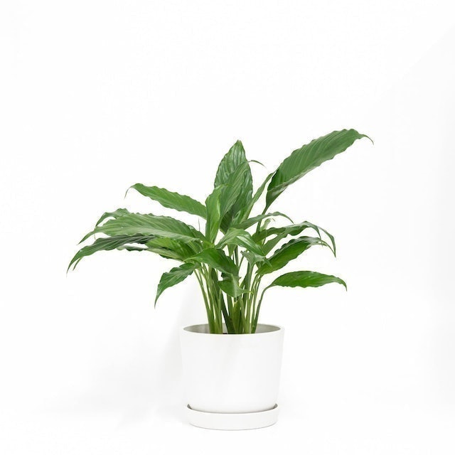 Peace Lily Plant 2