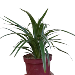 Spider Plant