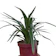 Spider Plant 1