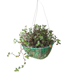 Turtle Vine