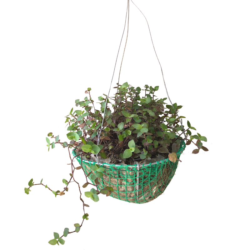Turtle Vine 1