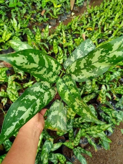 10 Best Air-Purifying Indoor Plants in the Philippines 2026 | Peace Lily, Snake Plant, and More 2