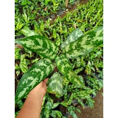 Chinese Evergreen