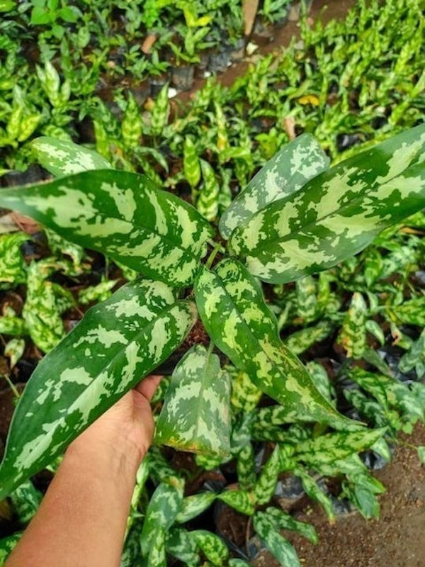Chinese Evergreen 1