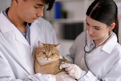 Consider Special Formulas for Cats with Unique Needs