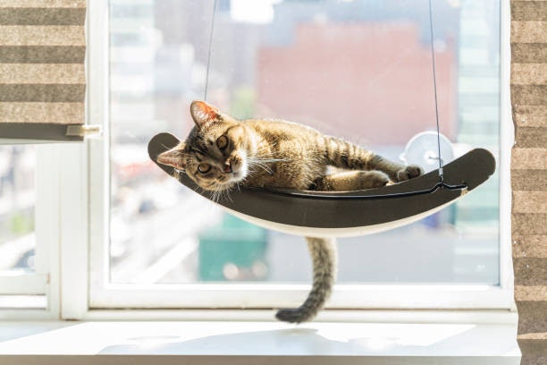 Make Sure the Frame Is Sturdy and Properly Supports Your Cat’s Weight