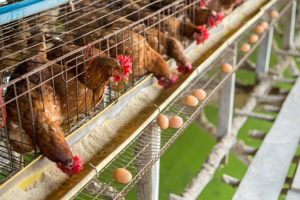Buy Feed Pack Sizes That Match Your Flock Size and Storage Space