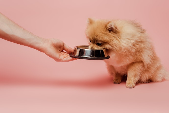 To Stimulate Your Dog's Appetite: Experiment With Flavors and Transition Gradually