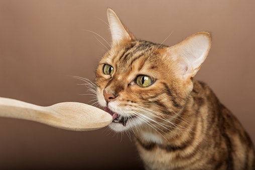 Prioritize Natural, High-Quality Ingredients to Protect Your Cat's Health