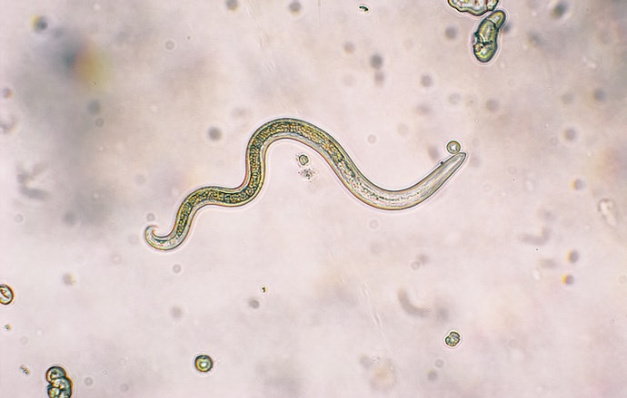 Match Ingredients to the Worms You Need to Cover