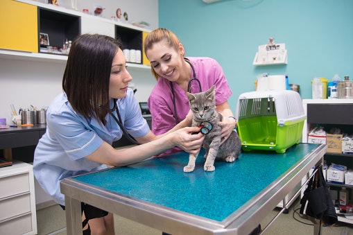 Consult Your Vet Especially if Your Cat Has Special Needs