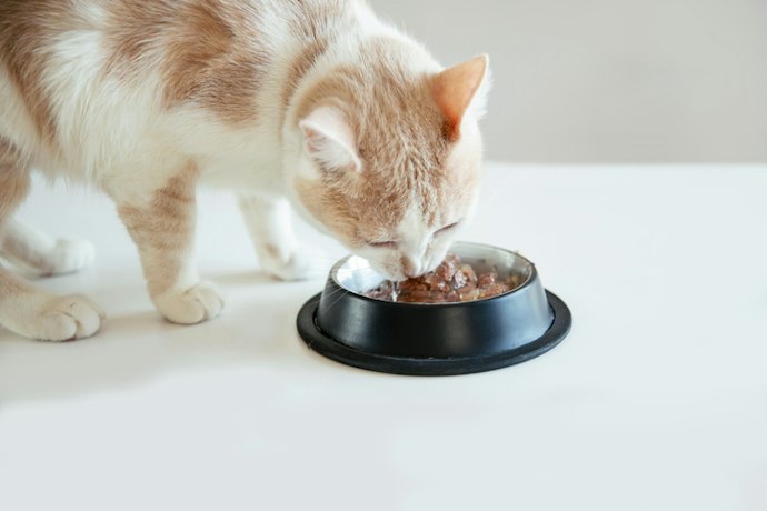 Look for a Specialized Wet Cat Food Formula if Your Pet Has a Health Condition