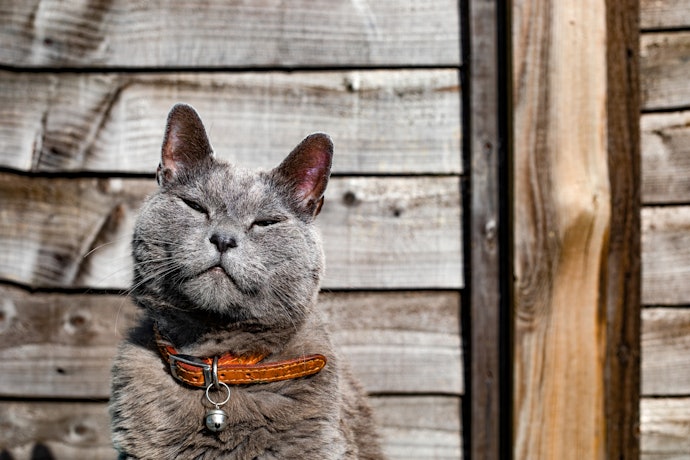 Consider the Size and Length of the Collar to Get the Right Fit