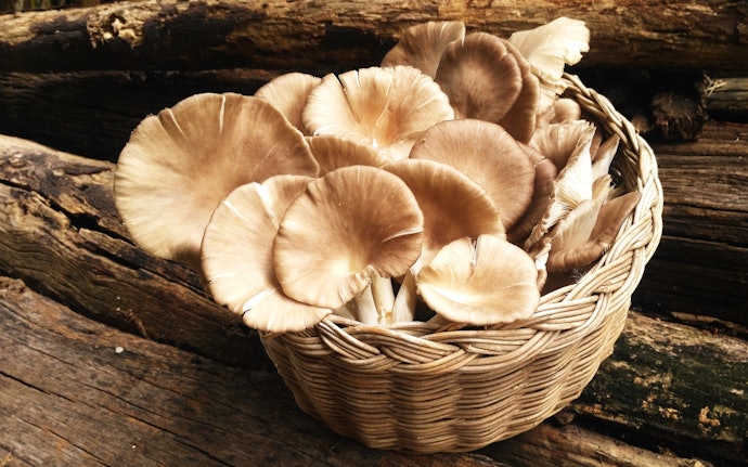 Shiitake and Oyster Mushrooms Are Your Best Bet