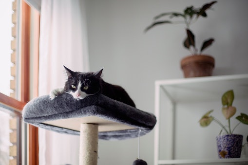 Choose a Design Based on the Number of Cats You Have