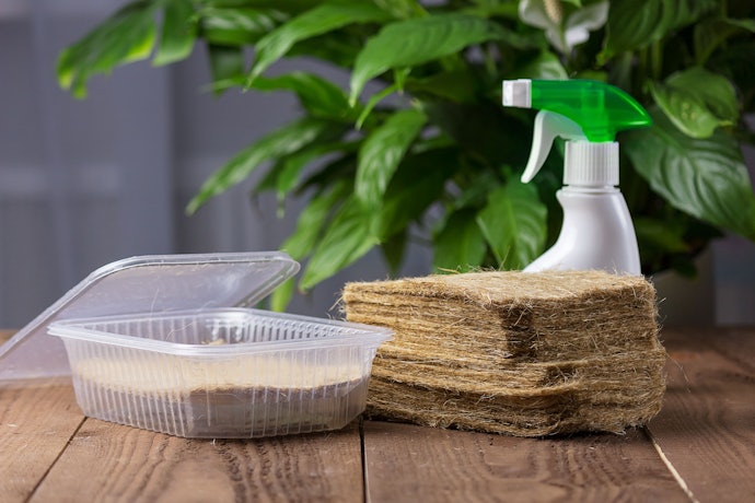 Go for DIY Kits—With or Without Soil—If You Want to Grow Cat Grass From Scratch