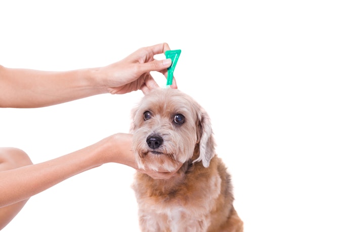 Consider Hypoallergenic or Sensitive-Skin Versions for Allergies or Delicate Skin