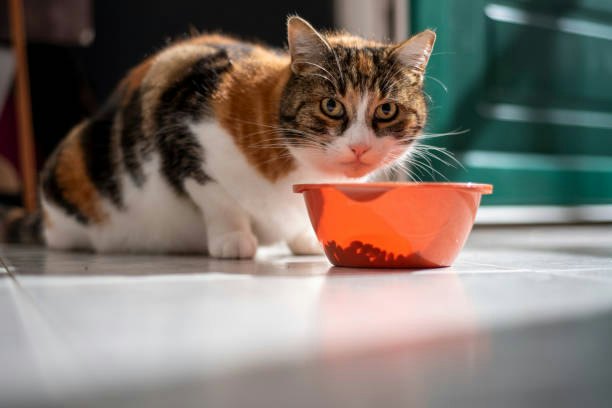 Check the Dry Cat Food's Ingredient List Before Buying