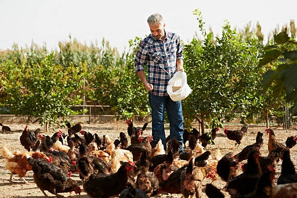 Go for Pre-Formulated Commercial Feeds for Convenience