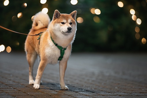 Consider Harnesses With Reflective Details for Better Visibility During Night Walks
