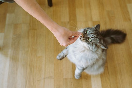 Avoid Cat Vitamins Containing Garlic and Onion