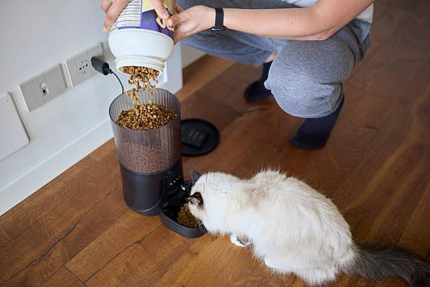 Pick a Specialized Formula Based on Your Cat's Specific Health Needs