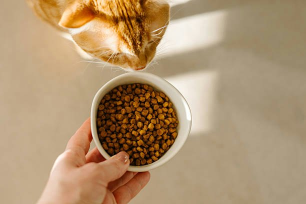 Pick the Right Kibble Size for Your Cat's Age and Chewing Ability