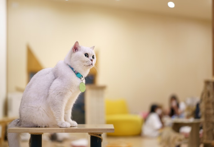 Pick Collars With Name Tag or Personalized Pendant to Help Identify Lost Cats