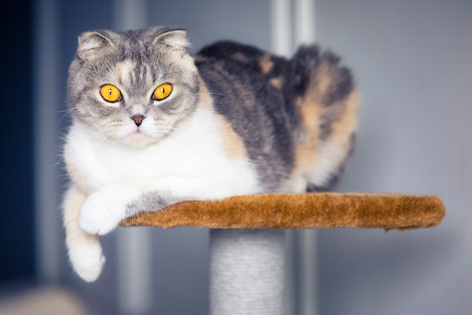 Get a Tree Suitable for Your Cat's Age and Health