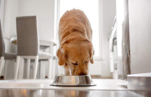 Go for Lean, Quality Proteins to Build Strong Muscles Without Weight Gain