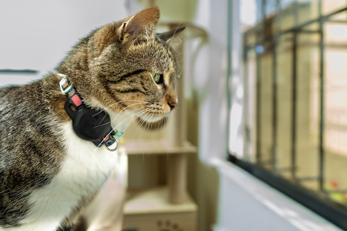 Consider Tracker-Enabled Collars for Enhanced Security